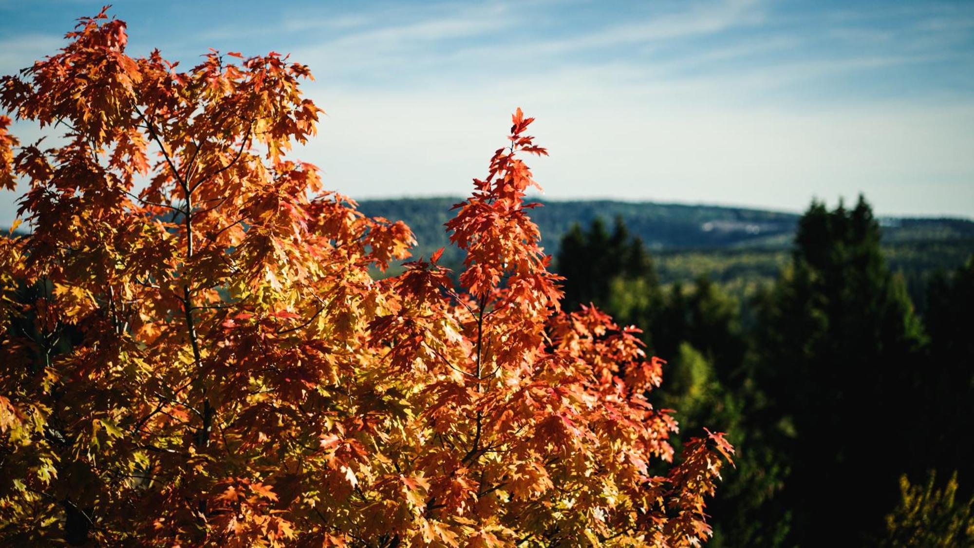 Astenturm Hotel (Adults Only) Winterberg Eksteriør bilde